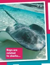  ??  ?? Rays are related to sharks...