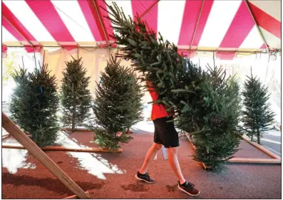  ?? (AP/Orlando Sentinel) ?? Josh Hancock of Santa’s Trees hauls a fresh-cut North Carolina Frasier fir for a customer Monday at the Christmas tree lot in Winter Park, Fla. Longtime owner Warren Brown says they will likely run out of their supply this weekend because of a national shortage.