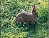  ?? (Jessica Damiano via AP) ?? Rabbit-damaged plants will show clean cuts where the animals have been feeding. Hungry bunnies can reach morsels up to 3 feet high. Damage caused by deer, which can reach as high as 6 feet, will appear torn where the animals removed vegetation.