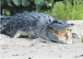  ?? AP ?? Saltwater crocodiles live in the Daintree rainforest of North Queensland