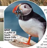  ??  ?? SPOT
A puffin at South Stack Cliffs Reserve