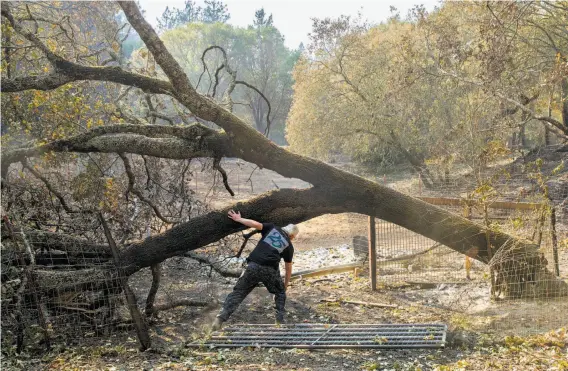  ?? Santiago Mejia / The Chronicle ?? Roland Tembo Hendel checks the burned remains of his property in Santa Rosa. A tree-killing disease likely contribute­d to the spread of the wildfires.