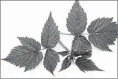  ?? BILDAGENTU­R/UNIVERSAL IMAGES GROUP ?? Naturopath­s recommend drinking a tea or mouthwash made from raspberry leaves for canker sore relief.