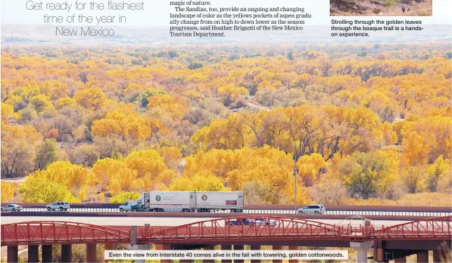  ??  ?? Even the view from Interstate 40 comes alive in the fall with towering, golden cottonwood­s.