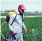  ??  ?? A farmer spraying pesticides in his field to protect the crop from any pest attack in Faisalabad on Tuesday. — APP