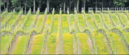  ?? AFP/FILE ?? ■ Rows of vines cover the hills at the Bluebell Vineyard Estate in Furners Green, East Sussex, in England.