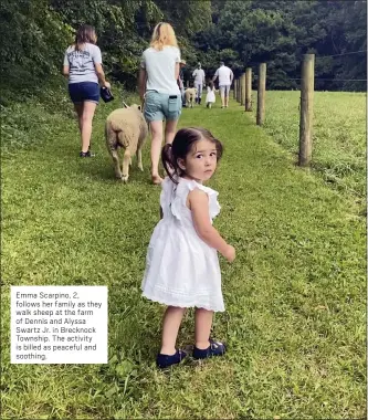  ??  ?? Emma Scarpino, 2, follows her family as they walk sheep at the farm of Dennis and Alyssa Swartz Jr. in Brecknock Township. The activity is billed as peaceful and soothing.