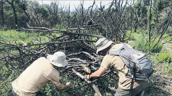  ?? PERE DURAN / NORD MEDIA ?? Los biólogos de la Universita­t de Girona buscando insectos entre ramas calcinadas por un incendio