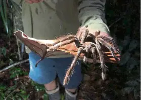  ??  ?? Don’t be scared, it is just a friendly tarantula found in the jungle.