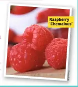  ??  ?? Raspberry ‘Chemainus’