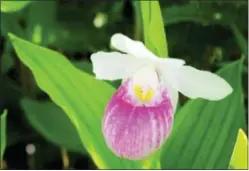  ?? LISA RATHKE — THE ASSOCIATED PRESS ?? In this recent photo, a rare wild orchid blooms in the Eshqua Bog in Hartland, Vt. This particular orchid is considered rare in Vermont. It thrives in the area that is technicall­y defined as a fen because of the wet, sunny conditions, with soil...