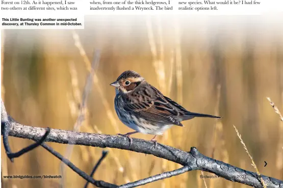  ??  ?? This Little Bunting was another unexpected discovery, at Thursley Common in mid-October.