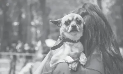  ??  ?? Aunque los canes son los preferidos como mascotas de compañía, son echados a la calle una vez que crecen, sin esteriliza­r, por lo que sufren las consecuenc­ias del abandono ■ Foto Archivo La Jornada