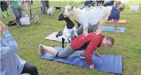  ?? CATHY SPAULDING/MUSKOGEE PHOENIX VIA AP ?? Meghan Bliss does Goat Yoga.