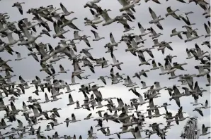  ?? Associated Press ?? ■ Thousands of snow geese take flight Dec. 13, 2019, over a farm field at their winter grounds near Conway, Wash. The Biden administra­tion on Monday reversed a policy imposed under former President Donald Trump that drasticall­y weakened the government’s power to enforce a century-old law that protects most U.S. bird species.