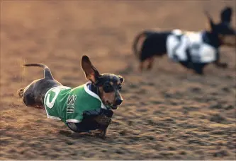  ?? DAMIAN DOVARGANES ASSOCIATED PRESS FILE PHOTO ?? Wienerpawl­ooza, Aug. 11, 11 a.m. to 3 p.m. Confederat­ion Beach Park, 585 Van Wagners Beach Rd. Canadian Dachshund Rescue has an action-packed day of games, costume contests, silent auction and more. Free