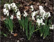  ??  ?? One-season-only charmers in Arkansas, paperwhite narcissus are easy to grow indoors or out.