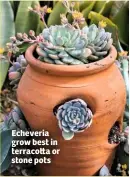  ??  ?? Echeveria grow best in terraco a or stone pots