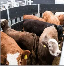  ?? ?? Some of the cattle in the forcing circle ready to go in the race Ref: RH21032407­6