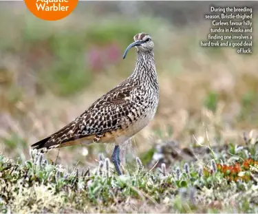  ??  ?? During the breeding season, Bristle-thighed Curlews favour hilly tundra in Alaska and finding one involves a hard trek and a good deal of luck.