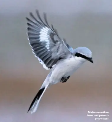 Shrikes: Meet the Bird That Impales Prey on Spikes