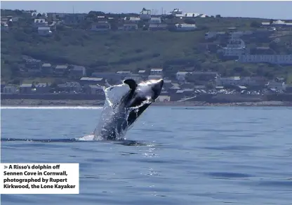  ??  ?? > A Risso’s dolphin off Sennen Cove in Cornwall, photograph­ed by Rupert Kirkwood, the Lone Kayaker