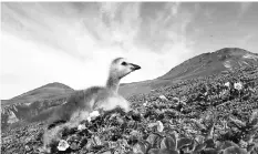  ??  ?? An Aleutian cackling gosling sets out on Buldir Island, part of the Izembeck refuge.