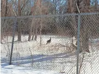  ?? DON BEHM / MILWAUKEE JOURNAL SENTINEL ?? A turkey walks through wetlands overgrown with cottonwood trees and brush along S. Marina Drive in Bay View. A $3 million federal grant will pay for restoratio­n of the wetlands for recreation and as a northern pike spawning area.