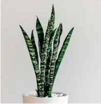  ?? SILLLIFE.CO.NZ ?? Snake plants thrive in low light and warm conditions.