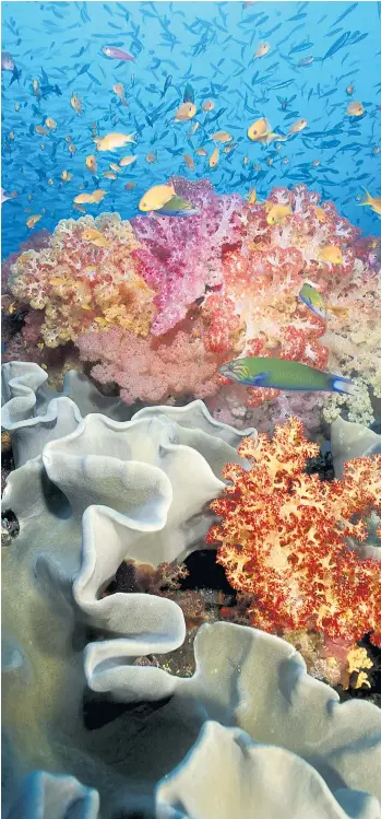  ??  ?? Steigende Meerestemp­eraturen stören die symbiotisc­he Beziehung zwischen Korallen und Algenmitbe­wohnern, was schlimmste­nfalls zum Absterben ganzer Riffe führt. Doch eine Genvariati­on könnte den Korallen Toleranz gegen die Bleiche verleihen.