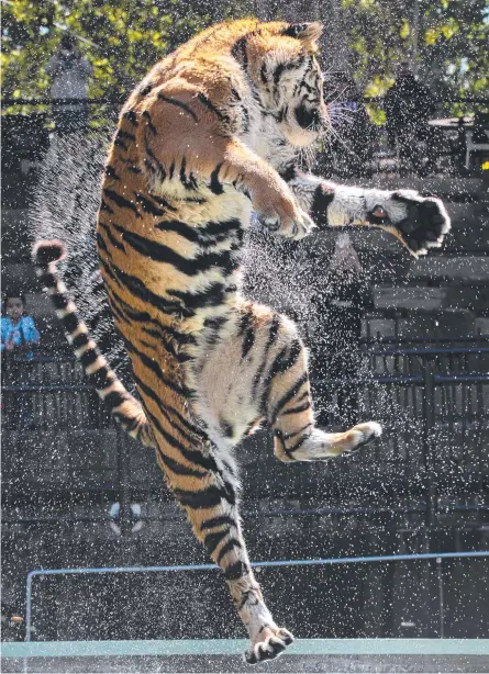  ?? Picture: Patrick Martin-Vegue ?? Dreamworld is celebratin­g Global Tiger Day.