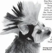  ?? PARTY CITY ?? Orange and black Dog Mohawk from Party City goes for $7.99.