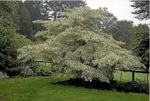  ??  ?? The wedding cake tree survived a strong southeaste­rly that broke the middle leader.