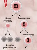  ??  ?? Primary oocyte