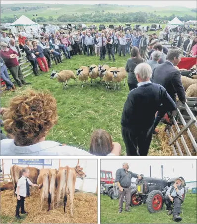 ?? PICTURES: TONY JOHNSON ?? TOP LINE-UP: Top, sheep judging draws a crowd at Kilnsey show; above, from left, Faith Davidson from Cleckheato­n prepares her Honeygirl Jersey cows for judging; Steve Cockerill shares a joke with Ian Warrington with his 1942 Fordson N tractor showing...