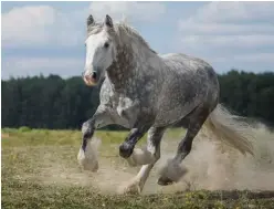  ??  ?? Shires are one of the tallest breeds, and come in bay, brown, black, gray and occasional­ly chestnut.