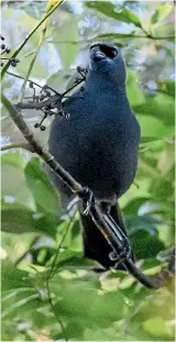  ??  ?? A ko¯ kako photograph­ed on Kapiti Island. The iconic bird graces the New Zealand $50 note and is known for its song which features loud, long, organ-like notes.