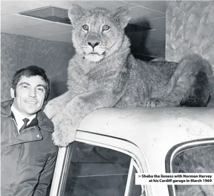  ??  ?? > Sheba the lioness with Norman Harvey at his Cardiff garage in March 1969