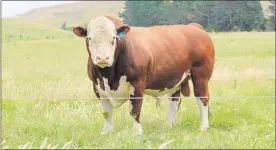  ??  ?? THE FUTURE: A three-year-old sire bull at Kaitoa Herefords, Akitio.