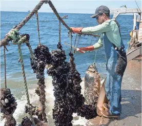  ?? PHOTOS BY SANDY HOOPER/USA TODAY ?? From a boat deck, Matt Grant harvests mussels that were grown in open sea rather than in bays or estuaries near shore.