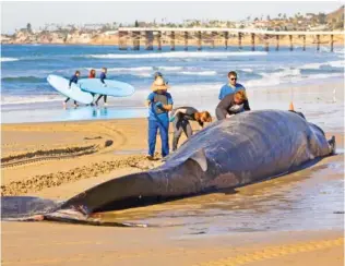  ?? K.C. ALFRED/THE SAN DIEGO UNION-TRIBUNE VIA AP ?? Researcher­s from NOAA Southwest Fisheries Science Center inspecta 52-foot-long female fin whale that died and washed onto Mission Beach on Sunday in San Diego. Officials said there were no obvious signs leading to a cause of death.