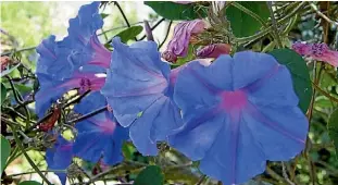  ?? WEEDBUSTER­S NZ ?? Blue morning glory is strangling native plants in Torbay and stretching Auckland Council’s budget.