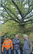  ?? Iain Ferguson, alba.photos Photograph: ?? The 350-year-old Ardgour oak tree with Ewen Morrison, left, Tony Boyd and Michael Foxley