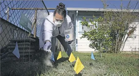  ?? Gary Coronado Los Angeles Times ?? GUADALUPE VALDOVINOS spreads a natural zeolite mineral, used to absorb toxic elements such as lead, in her backyard in East Los Angeles. She and other residents are still living with unsafe concentrat­ions of lead even after remediatio­n efforts by state contractor­s.