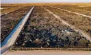  ?? West/Alamy Stock Photo ?? A cattle feedlot in Kersey, Colorado, with a capacity of 98,000 cattle. Photograph: Jim