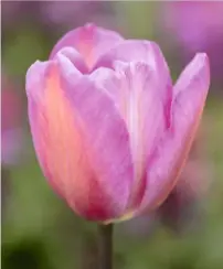  ??  ?? Far left: Tulipa ‘James Wild’, a breeder type, with deep blushing tones, was introduced in 1860. Cupshaped petals are apricot and brown, and it reaches 20in (50cm) in height.
Left: Tulipa ‘Rose des Dames’ also has the delicately fused warm and cool hues.