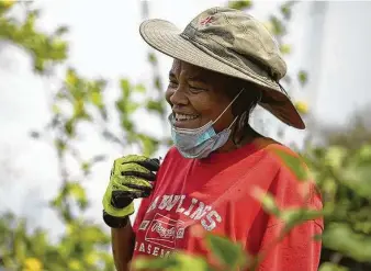  ?? Photos by Hadley Chittum / Staff photograph­er ?? Sheri Smith, a professor of Urban Planning and Environmen­tal Policy at Texas Southern University, serves as a board member of Blodgett Urban Gardens.