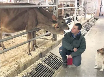  ??  ?? Personne ne saura jamais ce que ces deux Jersey avaient à raconter à Bryan Favreau, de la Ferme Roggua à Stanstead-Est, mais on peut penser qu’elles le remerciaie­nt pour ses bons soins.