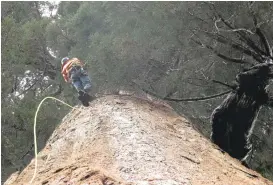  ?? SCOTT SMITH/ASSOCIATED PRESS ?? Arborist Jim Clark inches up a giant sequoia to collect new growth from its canopy in the southern Sierra Nevada near Camp Nelson. Clark volunteers with Archangel Ancient Tree Archives, a nonprofit that collects genetic samples from ancient trees for...