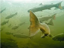  ??  ?? Salmon numbers have fallen from 10 million to three million in the North Atlantic in 35 years